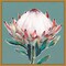 Blooming Pink King Protea Flower by Isabelle Z 16-in. W x 16-in. H. Canvas Wall Art Print Framed in Gold